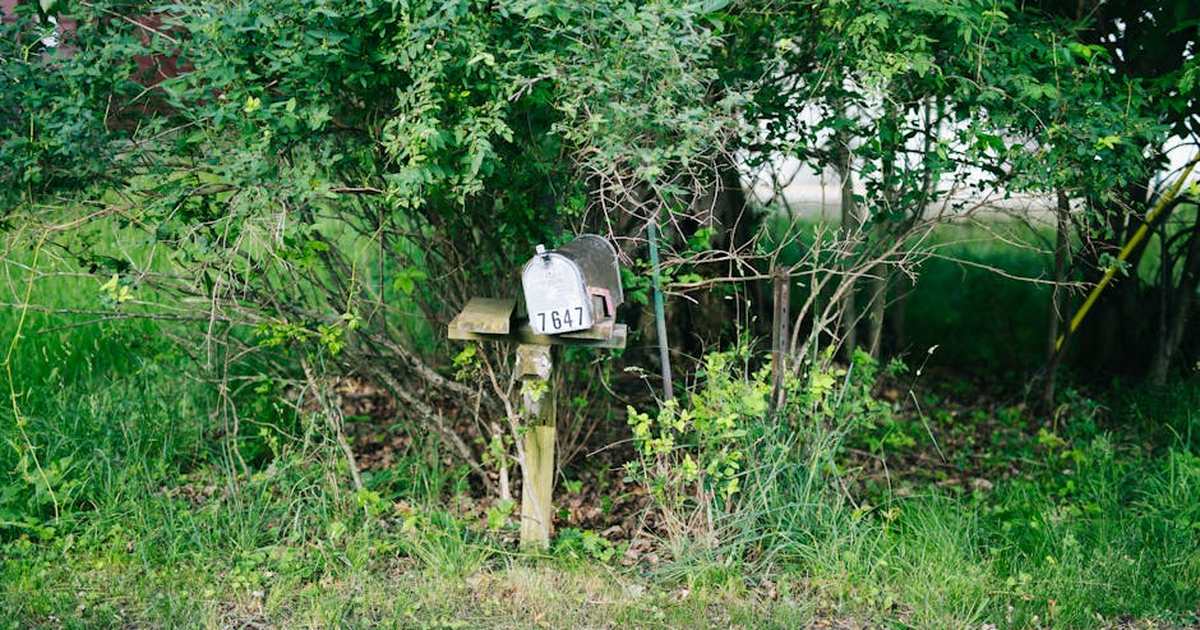 An overgrown rural mailbox stands amidst lush greenery in Michigan, USA.