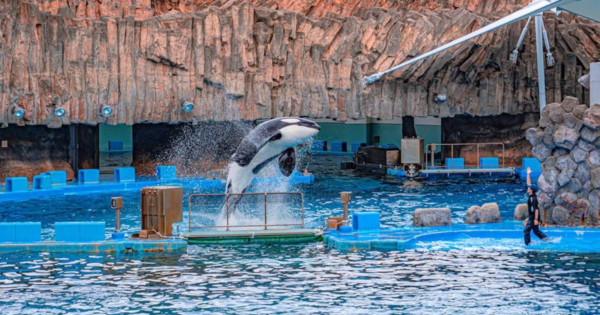 Spectacular orca performing a jump at Nagoya Aquarium with an instructor leading the show.