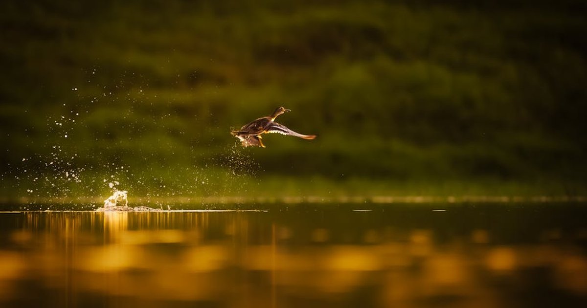 A wild duck captures mid-flight over a lake with a stunning golden sunset reflection.