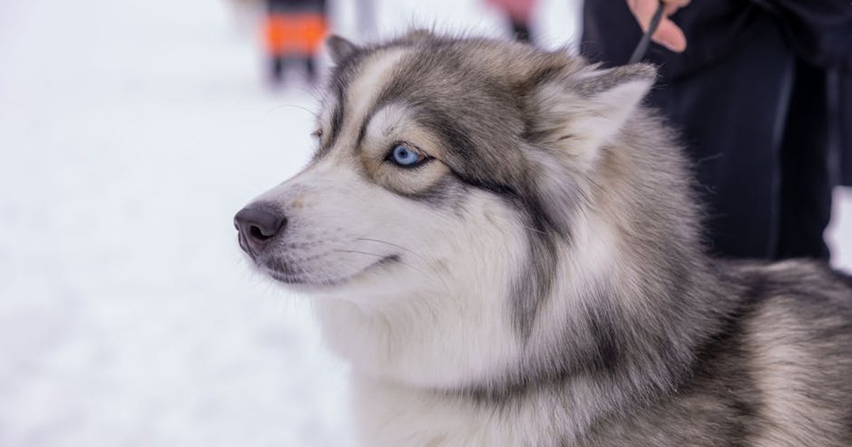 A beautiful Siberian Husky with striking blue eyes in a winter setting.