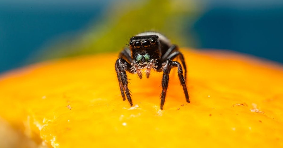 Macro shot of a jumping spider on a vibrant orange surface.
