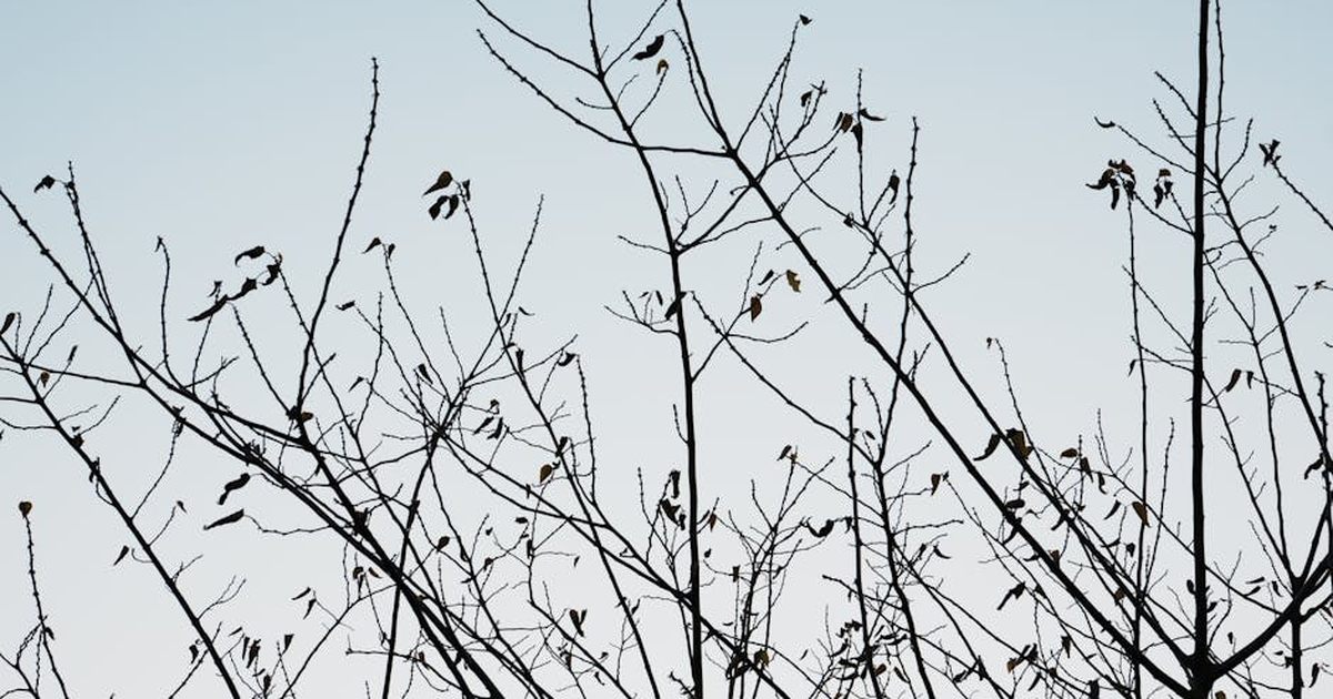 Minimalist view of tree branches silhouetted against a serene blue sky, depicting the transition of seasons.