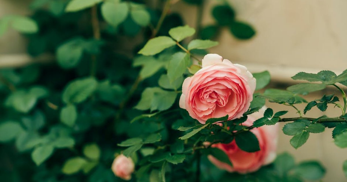 Gorgeous pink roses bloom amidst lush green foliage in a serene garden setting.