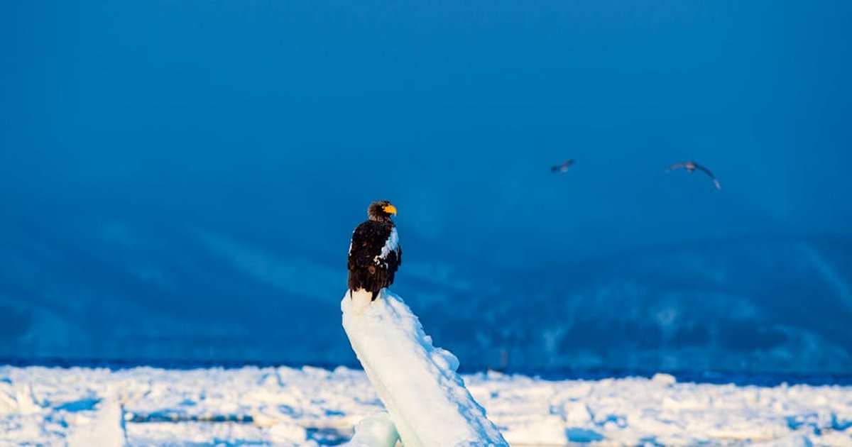 A majestic Steller's sea eagle perched on ice in Hokkaido amidst a snowy, blue winter landscape.