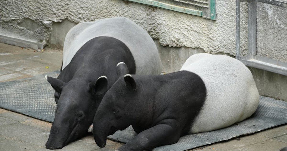 Two Malayan tapirs resting on a mat in an indoor zoo enclosure, captured in a peaceful moment.