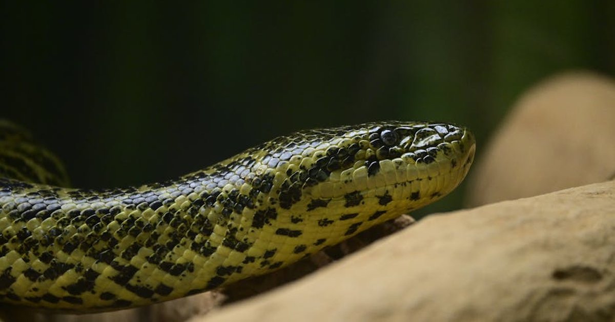 Close-up photo of green anaconda on a tree branch highlighting its scales and natural environment.