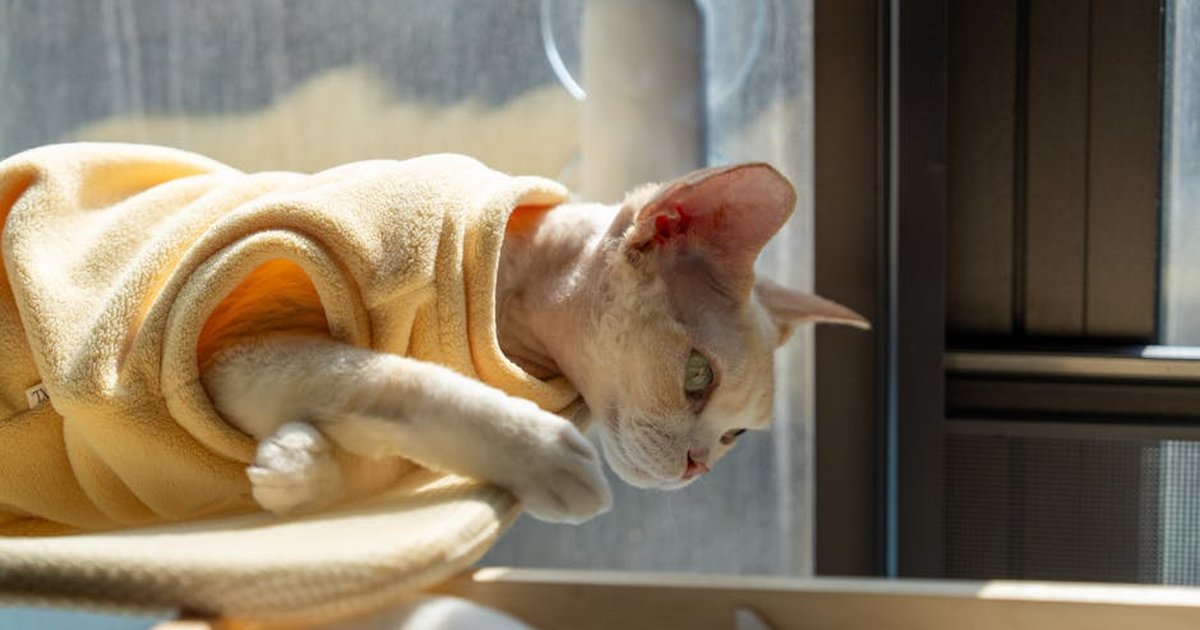 A Devon Rex cat in a yellow sweater enjoys the sunlight by a window in Shenzhen.