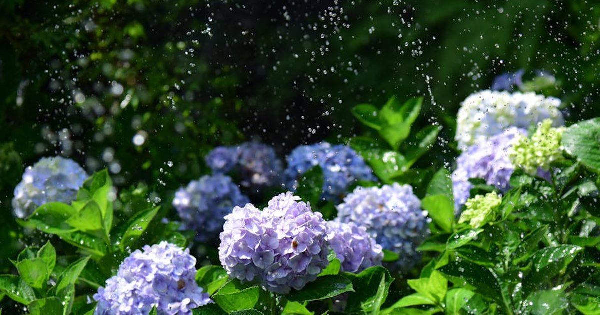 Vibrant purple and white hydrangea blossoms getting gently watered in a lush summer garden.