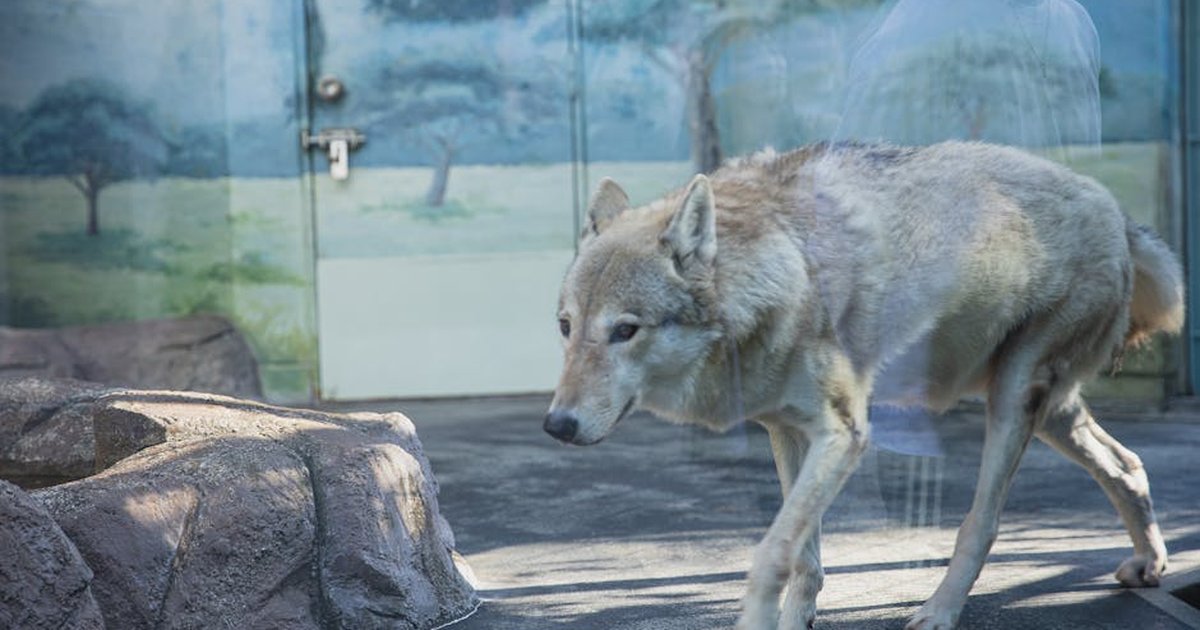Through glass fluffy gray wolf strolling on stony ground in national park enclosure and looking away calmly