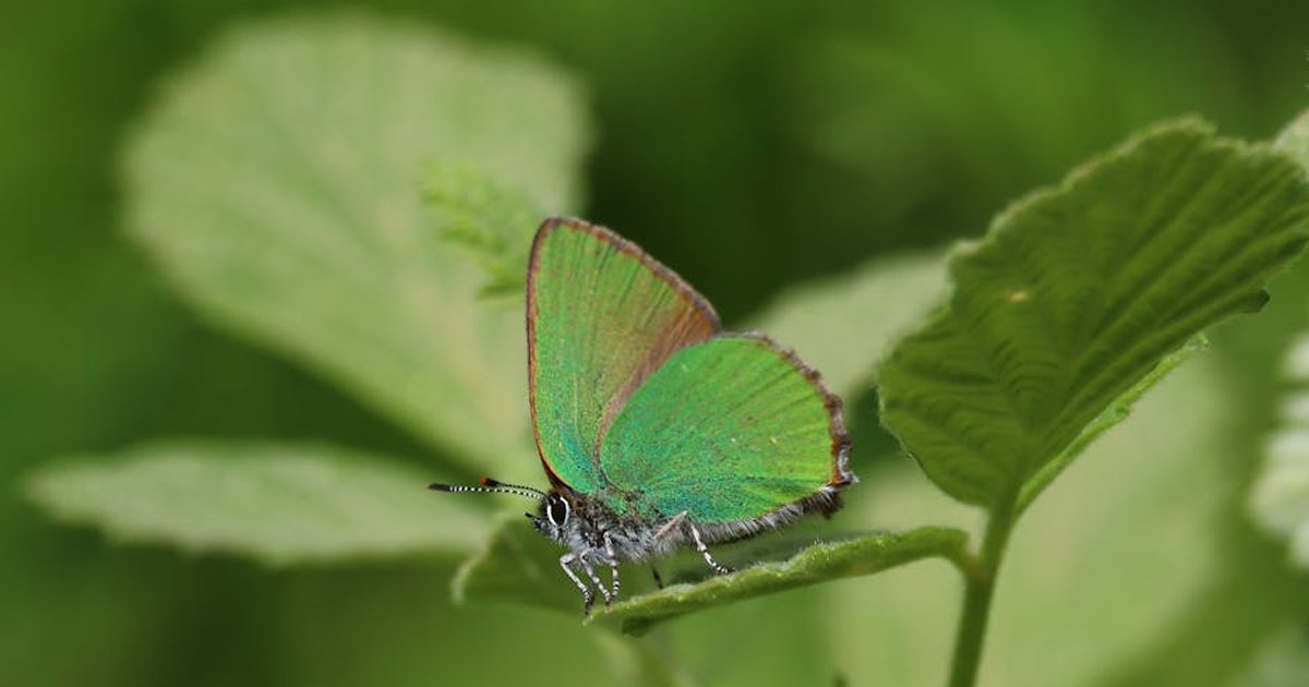Green Hairstreak butterfly resting on a leaf in Greece.