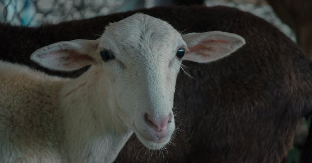 Adorable close-up of a young sheep with expressive eyes in a farm setting.