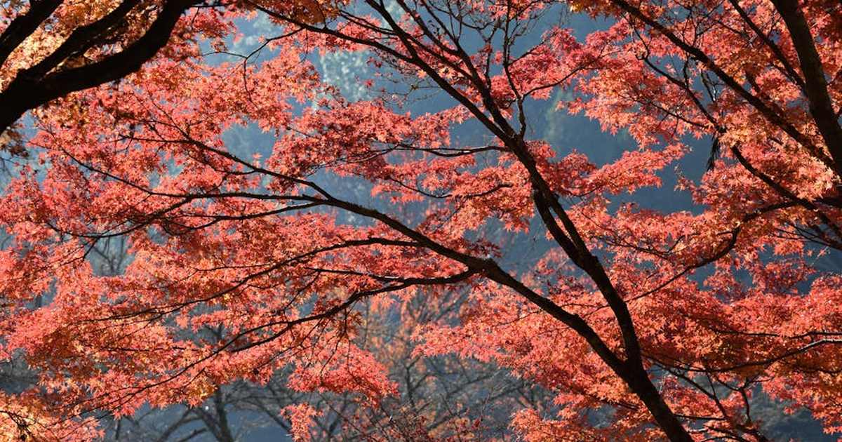 Bright red maple leaves captured in a scenic autumn park in Aichi, Japan.