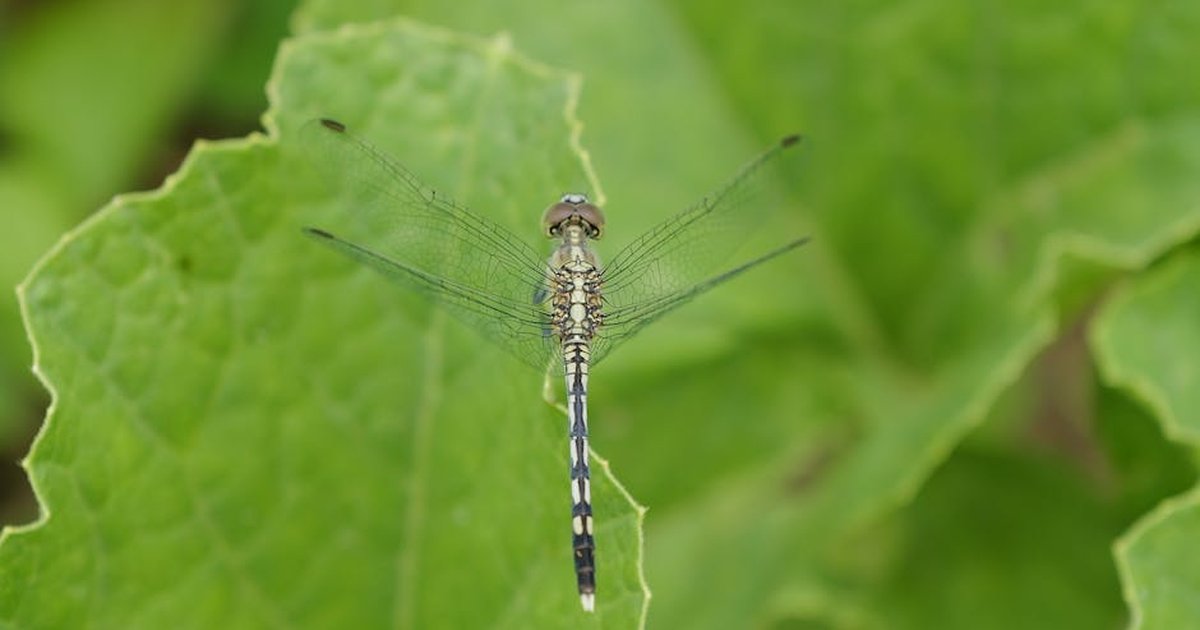 Close-up of a Chalky Percher Dragonfly on a green leaf with detailed wings in focus.