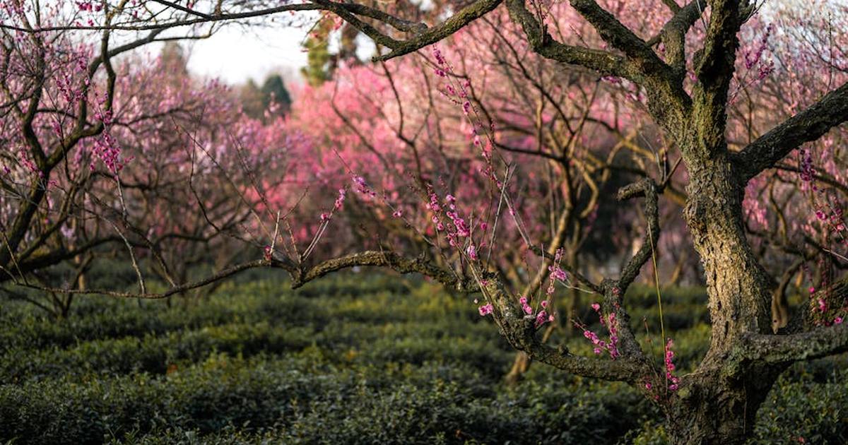 Discover vibrant plum blossoms in Nanjing, capturing the essence of springtime beauty.