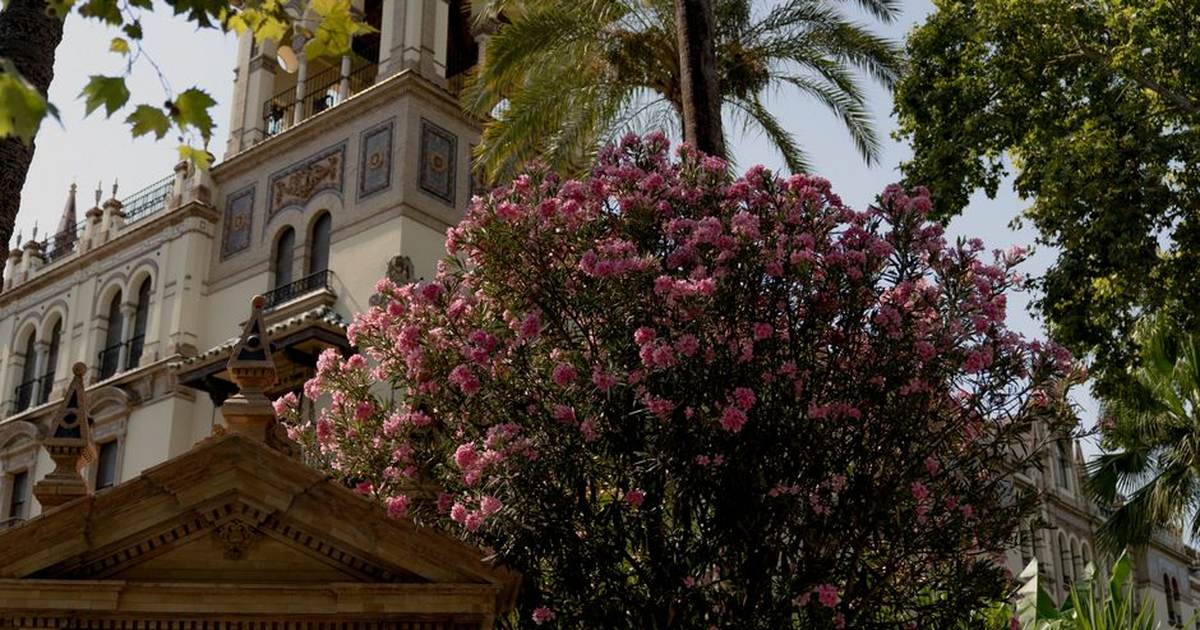 The stunning architecture of Alfonso XIII Hotel surrounded by vibrant flowers in a sunny outdoor setting.