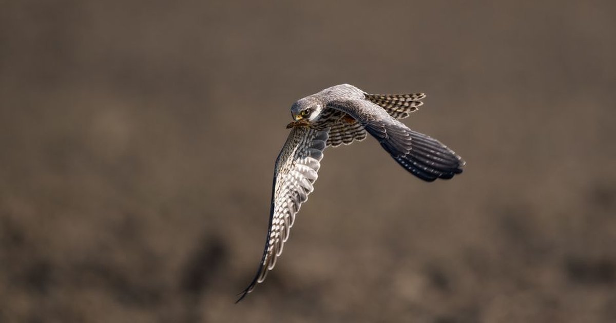A detailed shot of a falcon soaring mid-air capturing dynamic movement.
