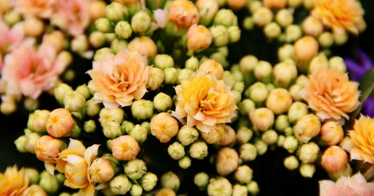 A detailed view of blooming Kalanchoe flowers with vibrant yellow and peach hues.