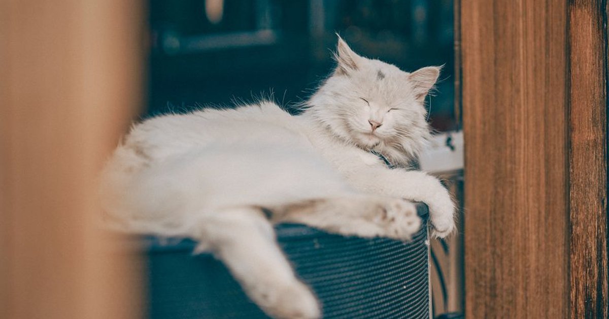 A serene white cat relaxing on a speaker, enjoying a sunny day indoors.