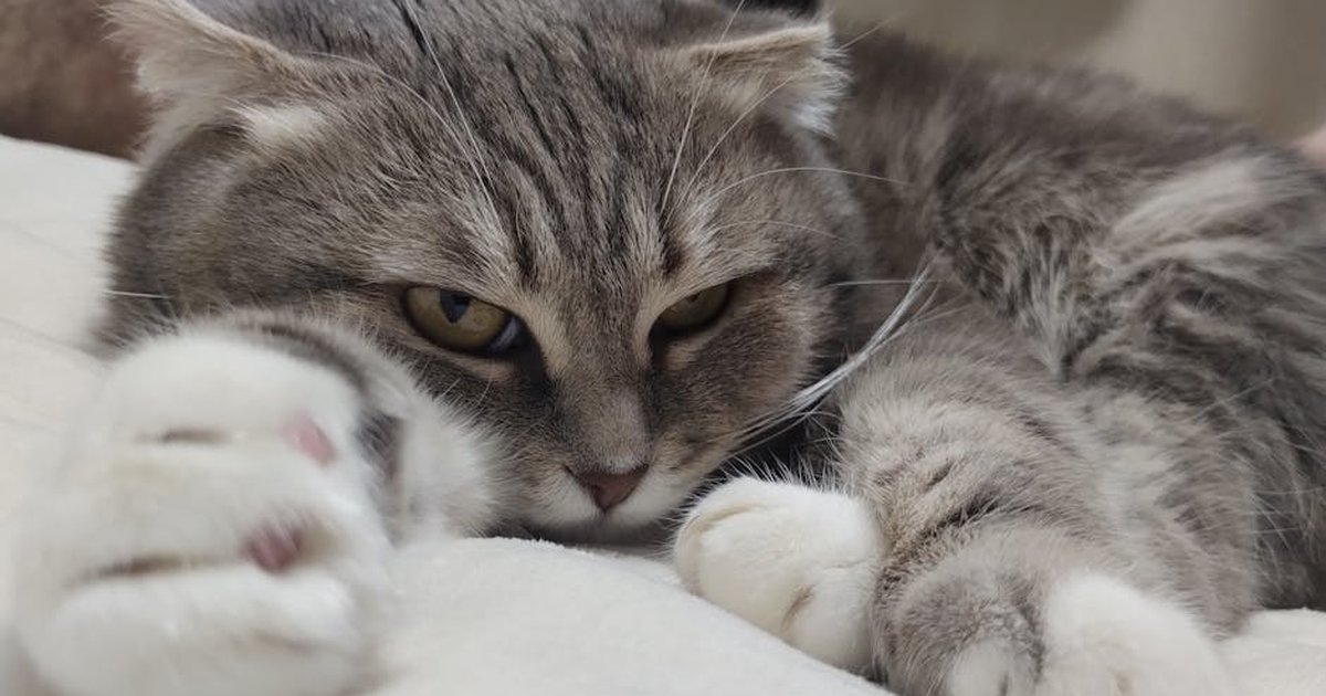 A cozy gray cat lounges comfortably on a bed, capturing a moment of relaxation.