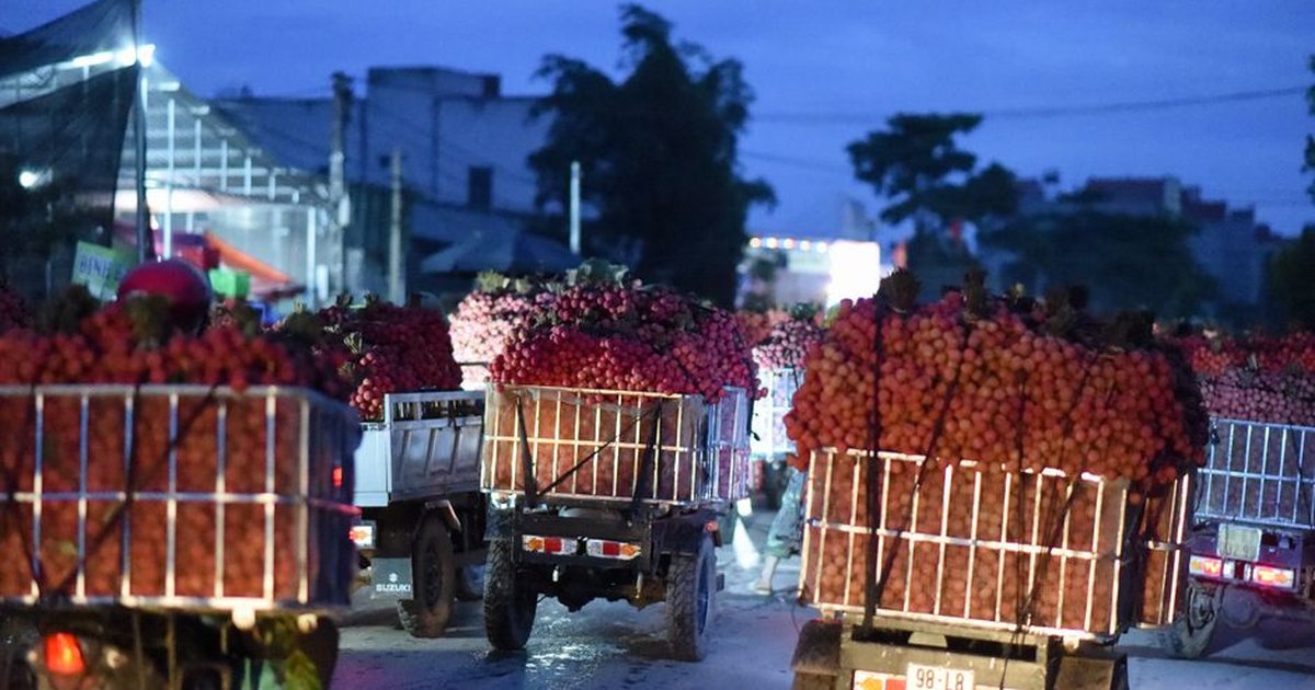 Trucks loaded with ripe lychees during the vibrant nighttime harvest in Lục Ngạn, Bac Giang, Vietnam.