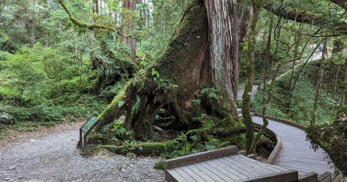 Explore the lush forest trails of Yilan County, Taiwan, featuring ancient trees and vibrant greenery.