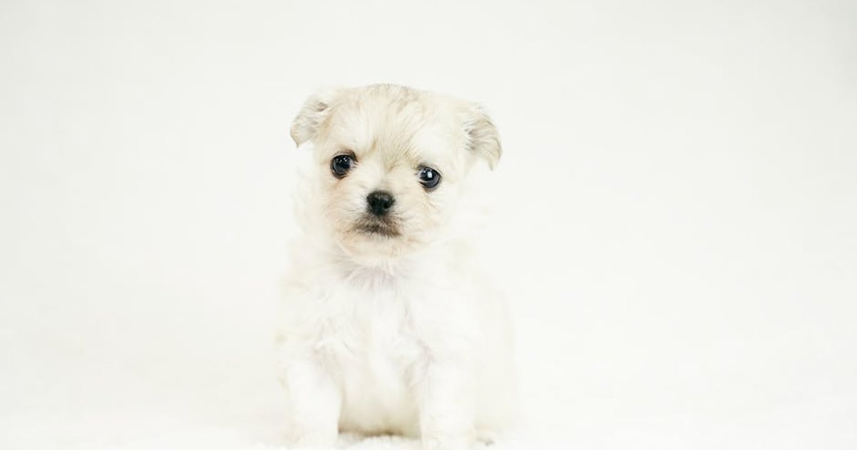 Cute white puppy sitting on a plain white background in a studio setting.