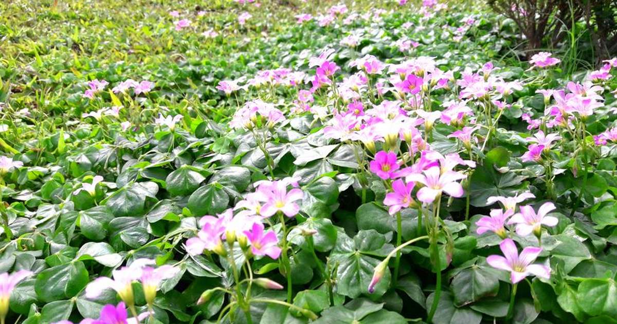 Lush pink clover flowers bloom in Hualien County, Taiwan, creating a vibrant springtime scene.