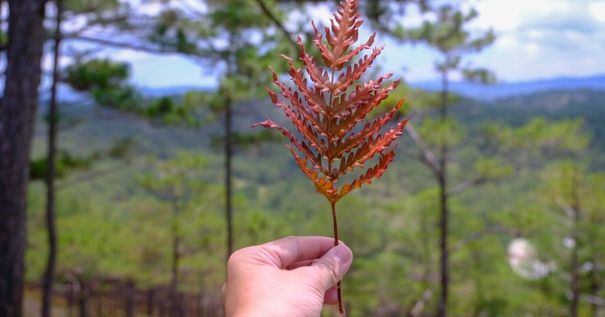 A person holds a fern leaf with Dalat's pine forest in the background, showcasing nature's beauty.