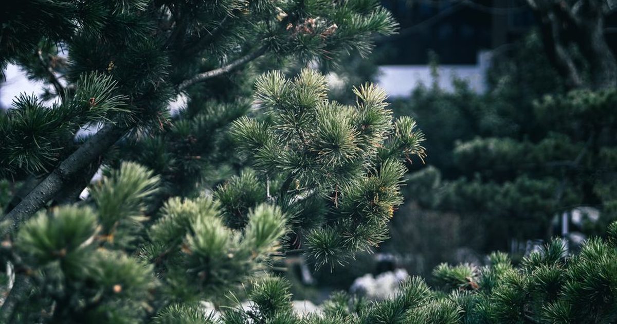 Tranquil view of lush pine trees in a Nanjing garden, capturing natural beauty.