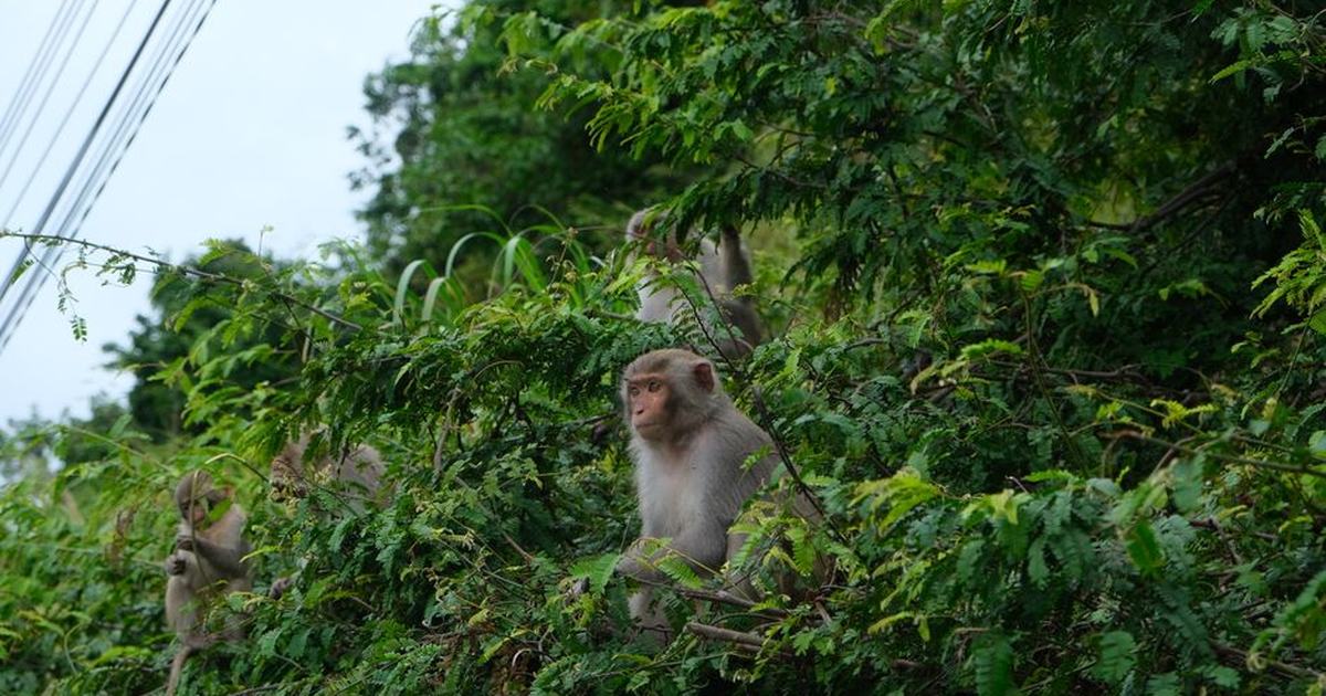 A group of monkeys sit among verdant foliage near a roadside, blending with the natural surroundings.