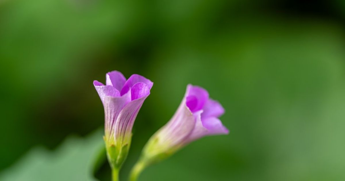 Macro shot of vibrant purple morning glory flowers with green foliage background.