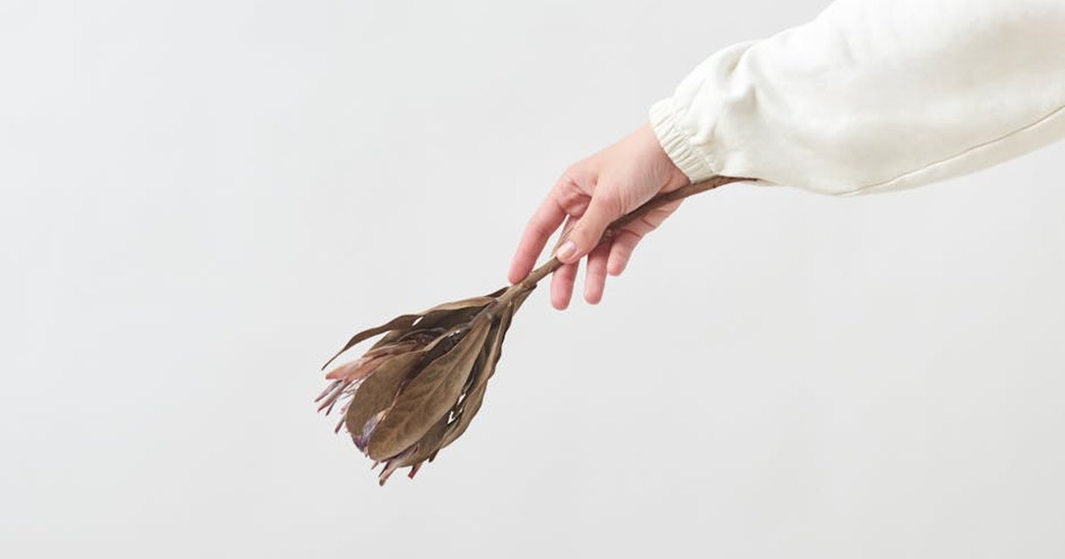 Minimalist photo of a hand holding a dried wildflower against a white background, conveying simplicity and elegance.