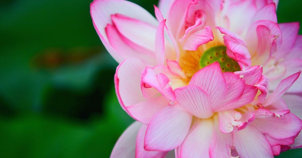 A stunning close-up of a blooming pink lotus flower with vibrant petals in a garden setting.