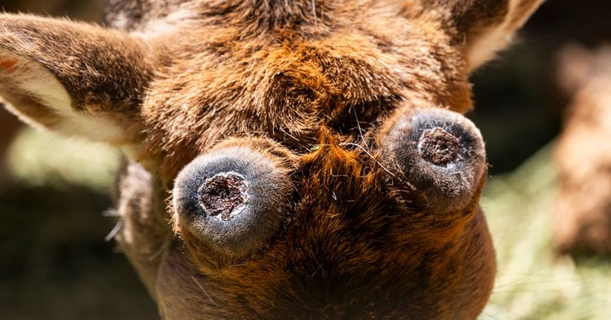 Intimate close-up of a deer's antlers shedding velvet, showcasing natural wildlife behavior in the forest.