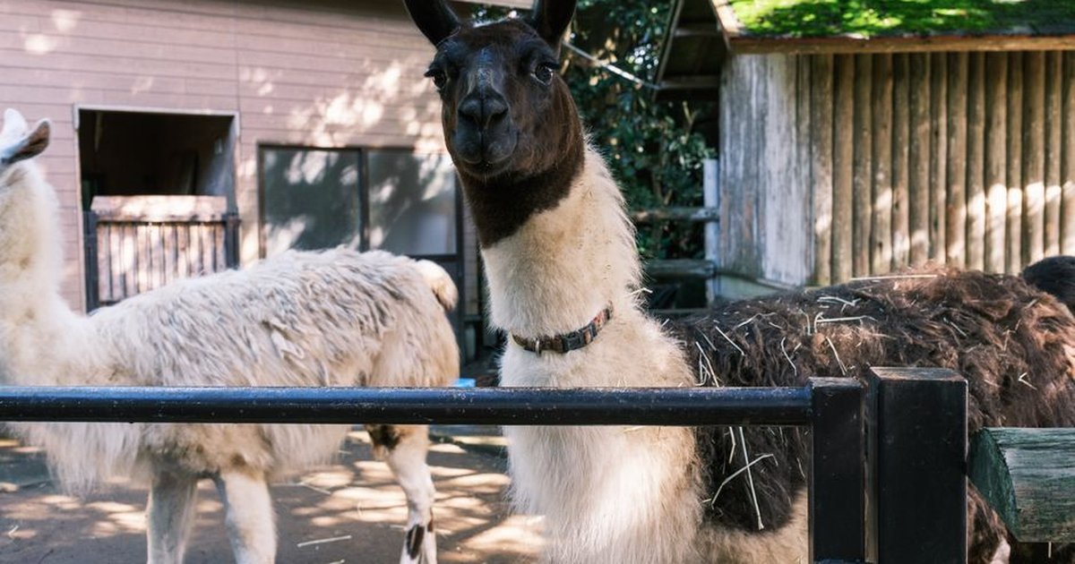Llamas in a zoo enclosure on a sunny day, showcasing their natural charm.