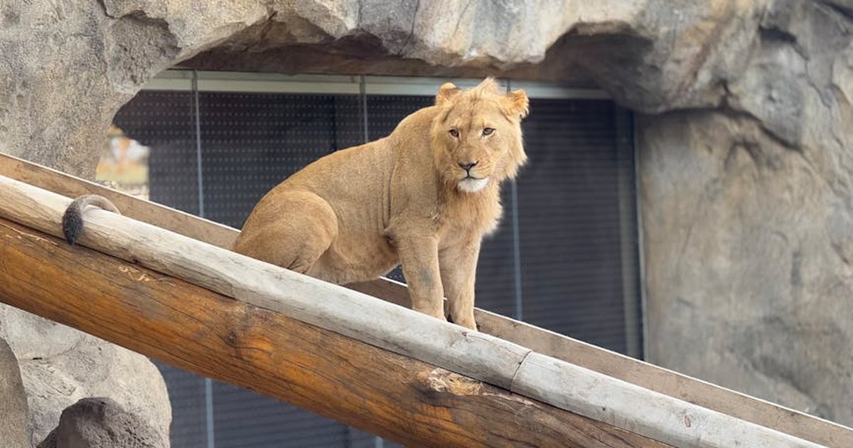 A majestic African lion resting on a wooden log in a rocky zoo exhibit, showcasing its regal presence.