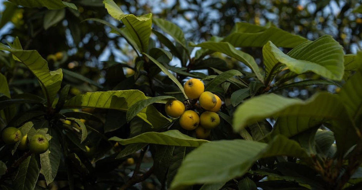 Detailed view of a loquat tree showcasing ripe yellow fruits amidst vibrant green leaves.