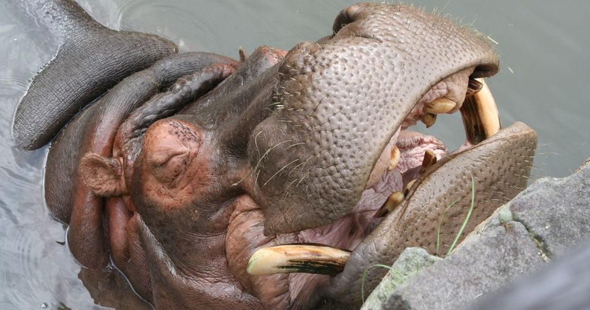 Captivating close-up of a hippopotamus with its mouth wide open in Nagoya, Japan.