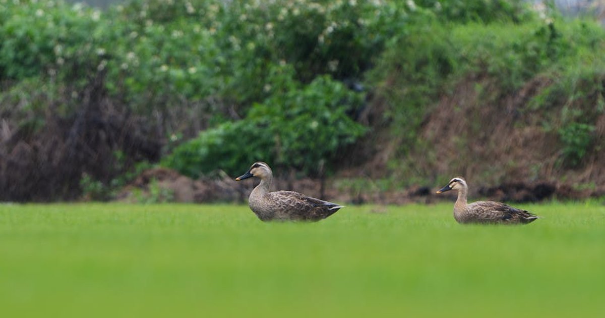 Two ducks walking on a vibrant green field with a natural background.