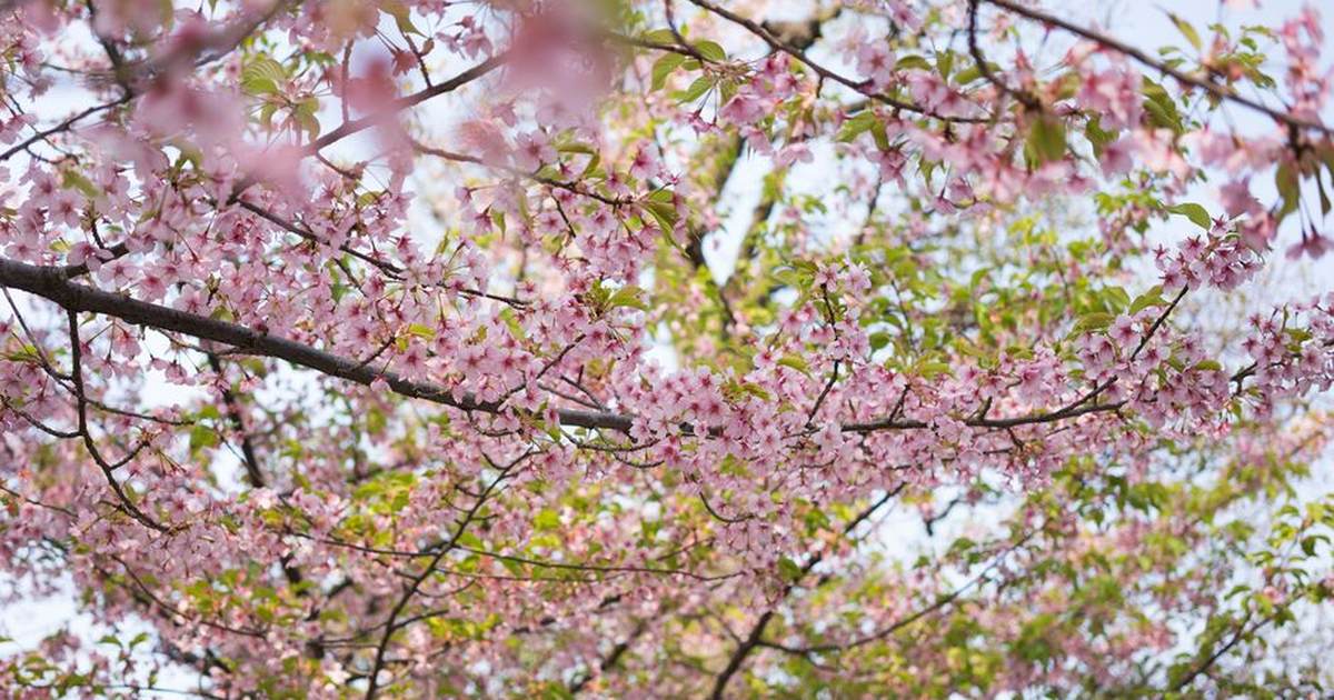 Vibrant cherry blossoms in springtime, capturing the beauty of Japan in Nagano Prefecture.