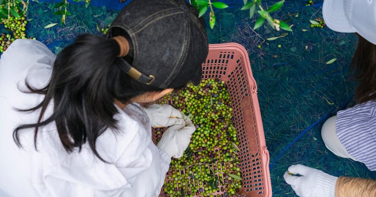Two people picking green olives, showcasing the harvest process in an outdoor olive grove.