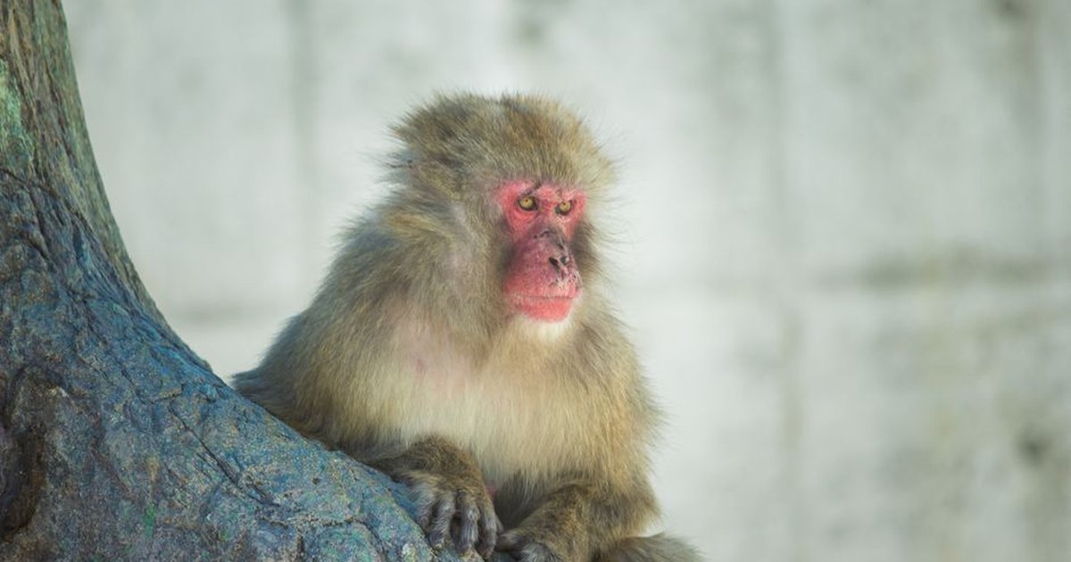 Close-up of a Japanese macaque sitting on a tree trunk in Toyohashi, Japan.