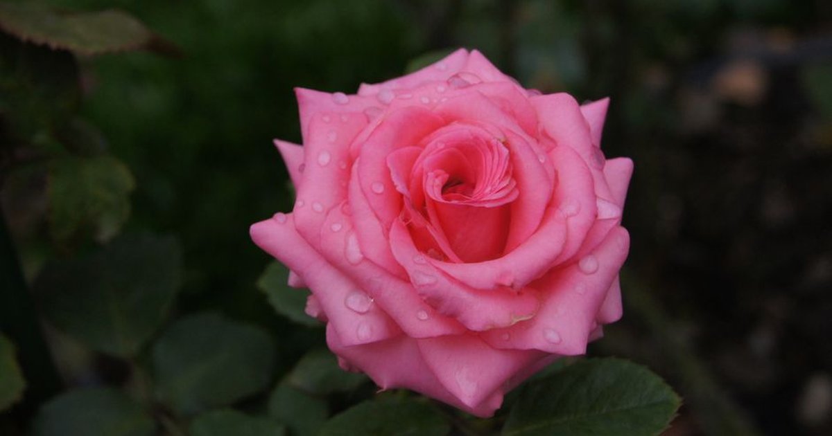Detailed close-up of a pink rose with water droplets in a garden setting.