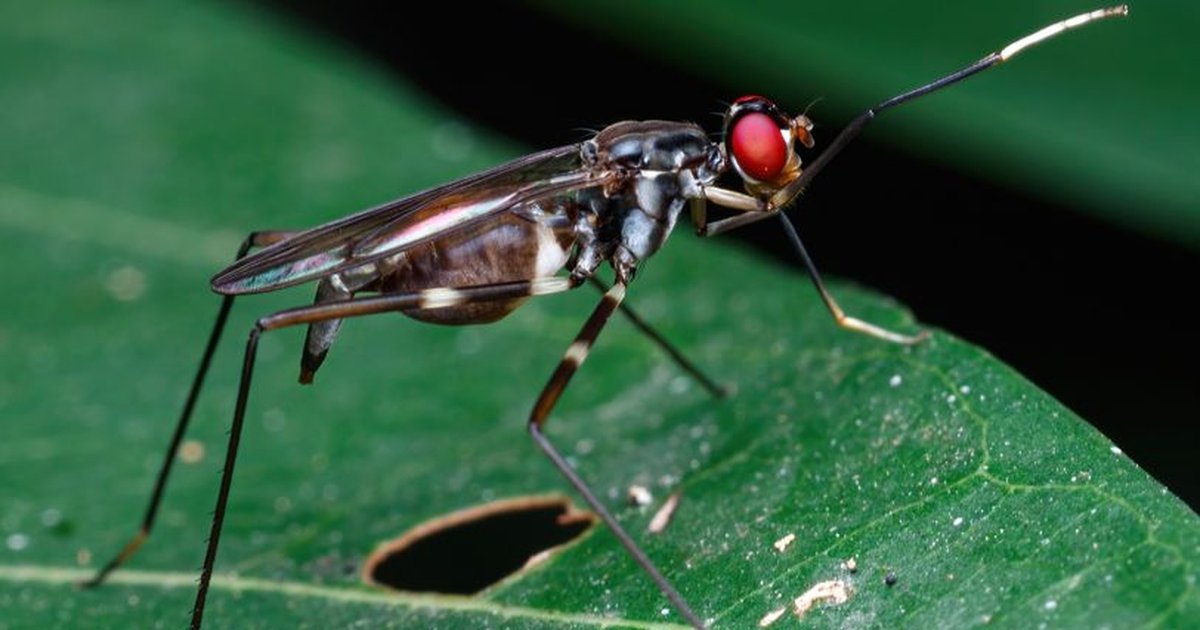 Close-up of a long-legged fly with vibrant eyes perched on a green leaf.