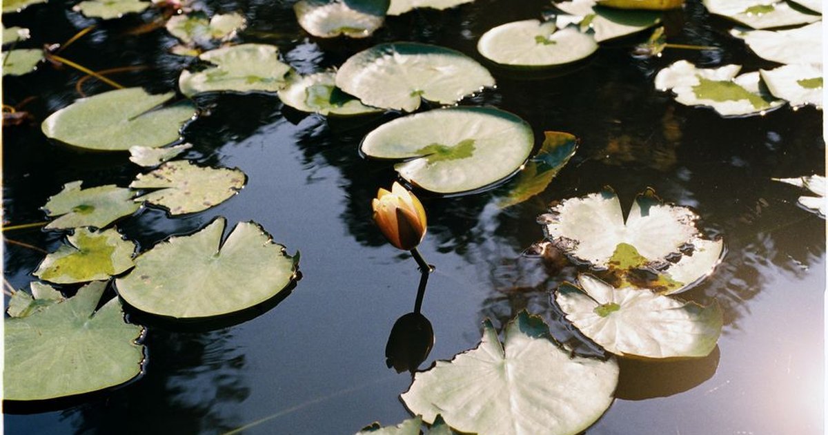 Serene image of lily pads floating in a reflective pond with sunlight.