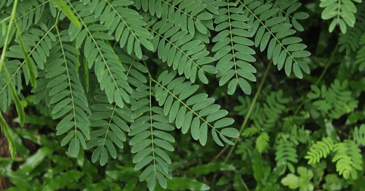 Close-up view of vibrant green fern leaves captured in a natural setting.