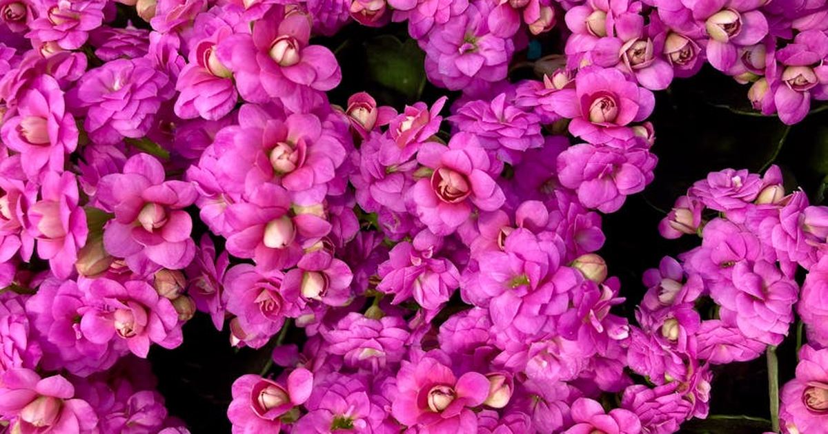 Bright cluster of pink Kalanchoe Blossfeldiana flowers, showcasing vibrant blooms and lush petals.