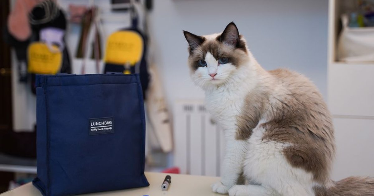 A fluffy Ragdoll cat sits indoors next to a blue lunch bag, creating a cozy domestic scene.