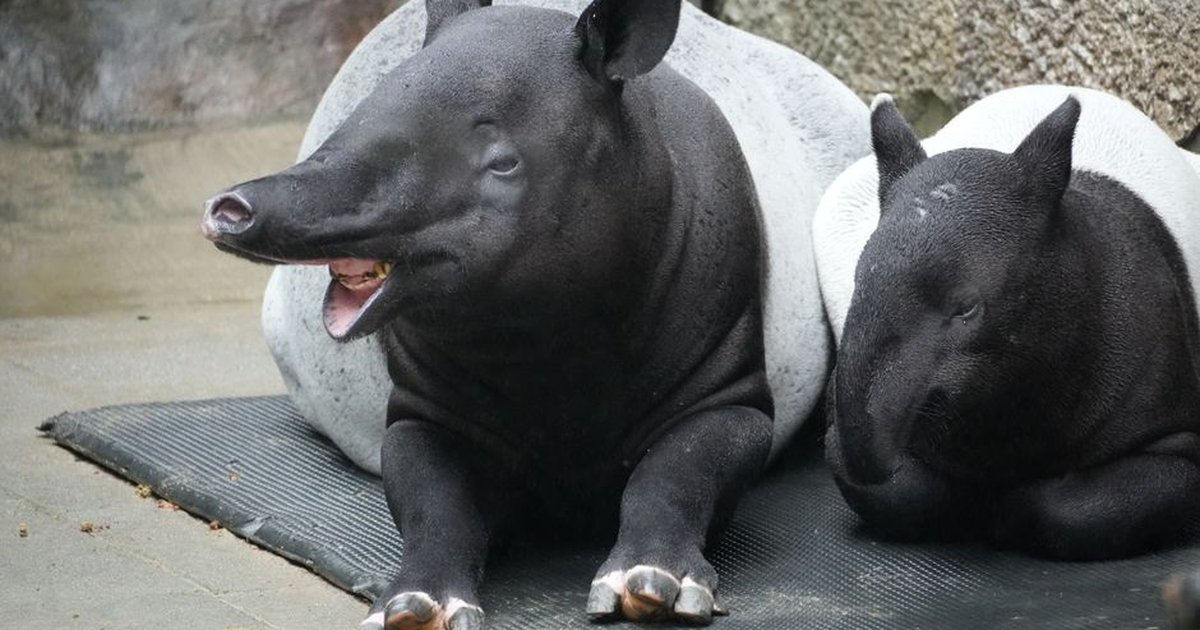 A pair of Baird's tapirs relaxing in an enclosure at the Taipei Zoo.