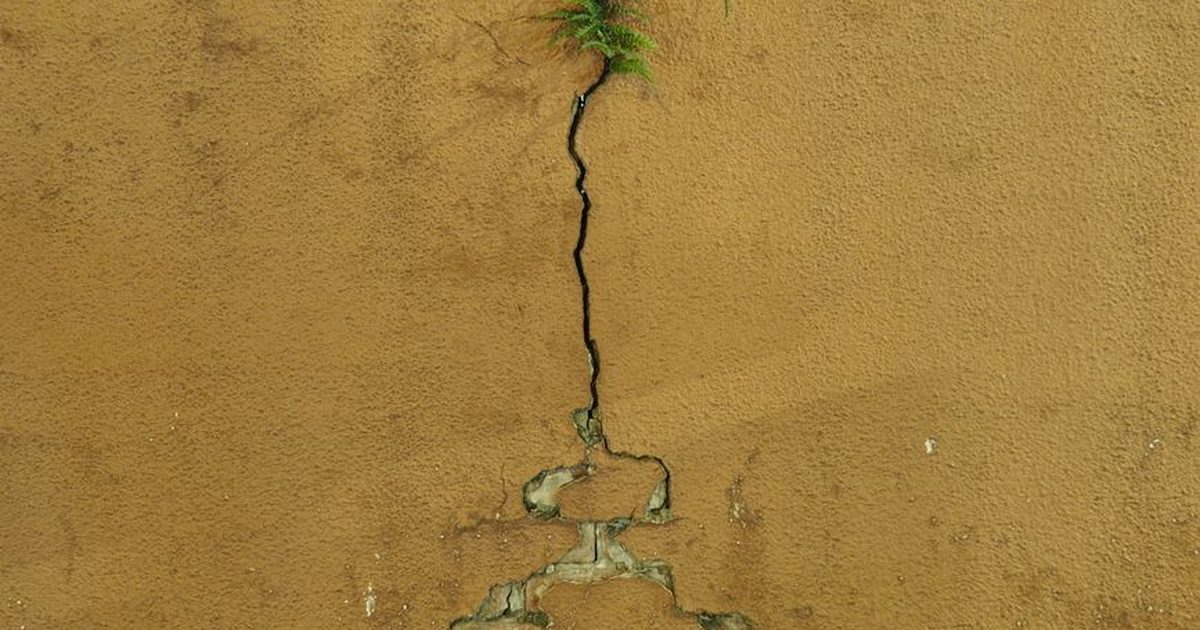 A vibrant fern emerges from a cracked urban wall in Hong Kong, symbolizing resilience.